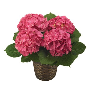 Pink Hydrangea Plant