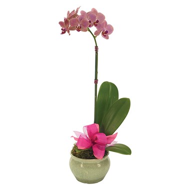 Opulent Orchid For Mom